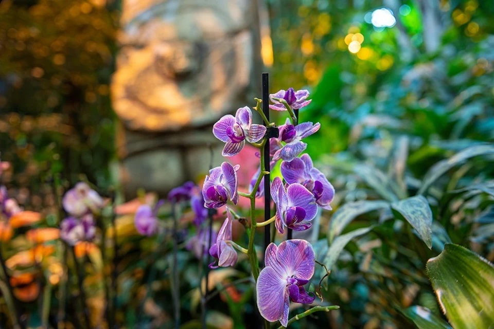 В Ярославской области будут выращивать орхидеи.