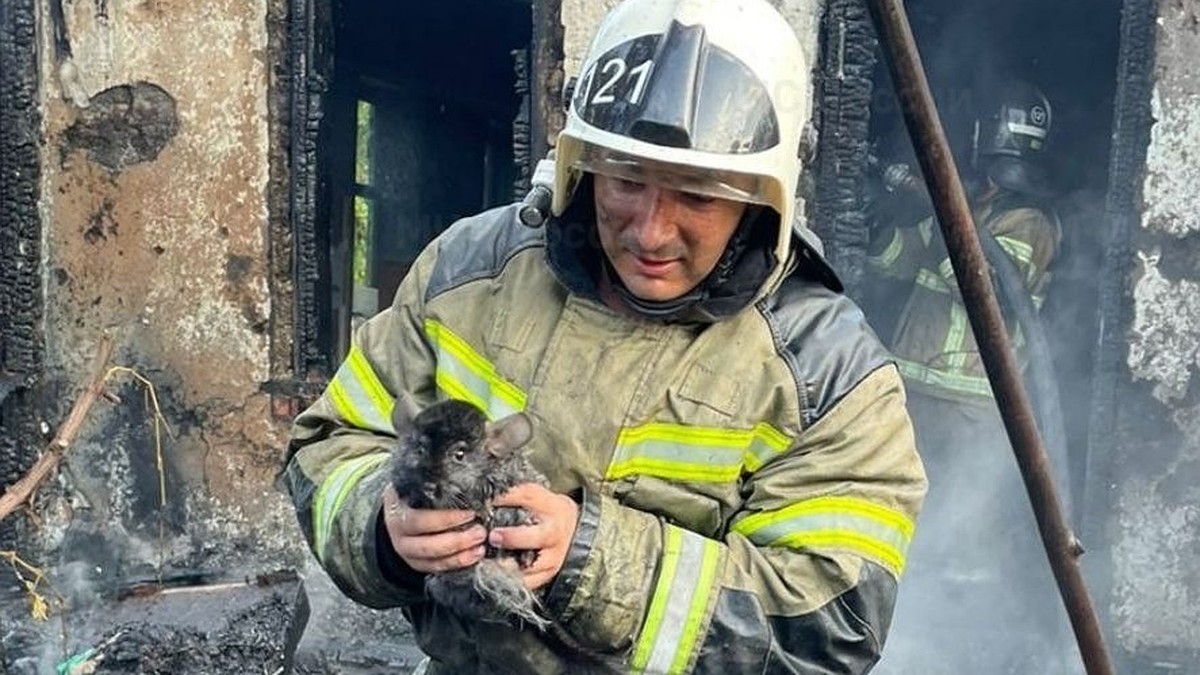 Животные могли сгореть заживо. Пожарные спасли из горящего дома маленьких  шиншилл на Кубани - KP.RU