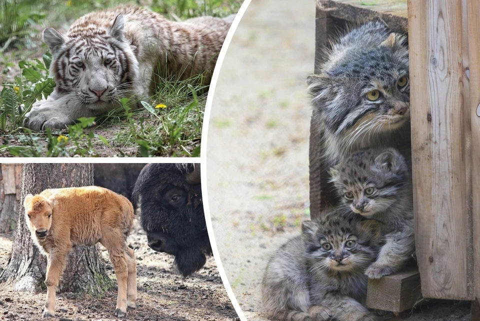 В зоопарке за весну родилось много малышей. Фото: Владимир ГАБОВ/Анна НОВИКОВА