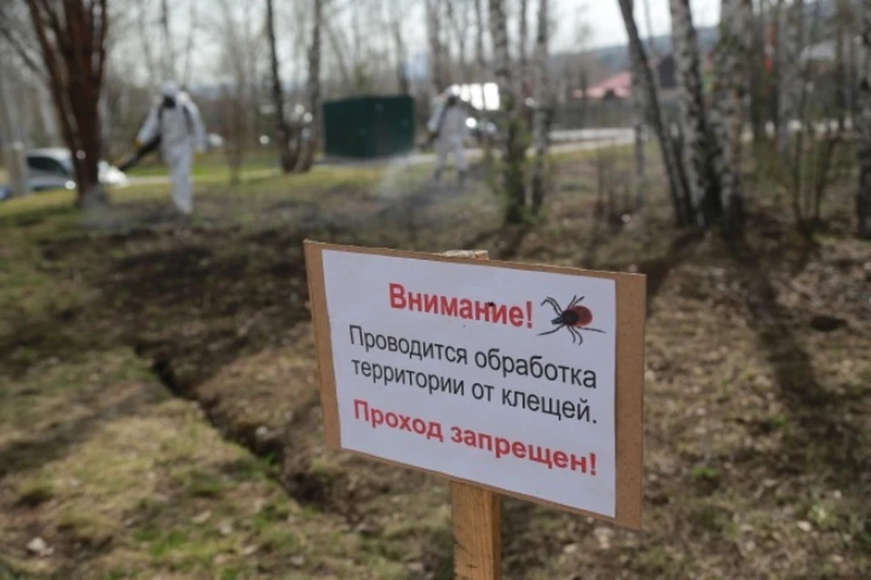 Все больше заболеваний от укусов клещей фиксируют в Иркутской области