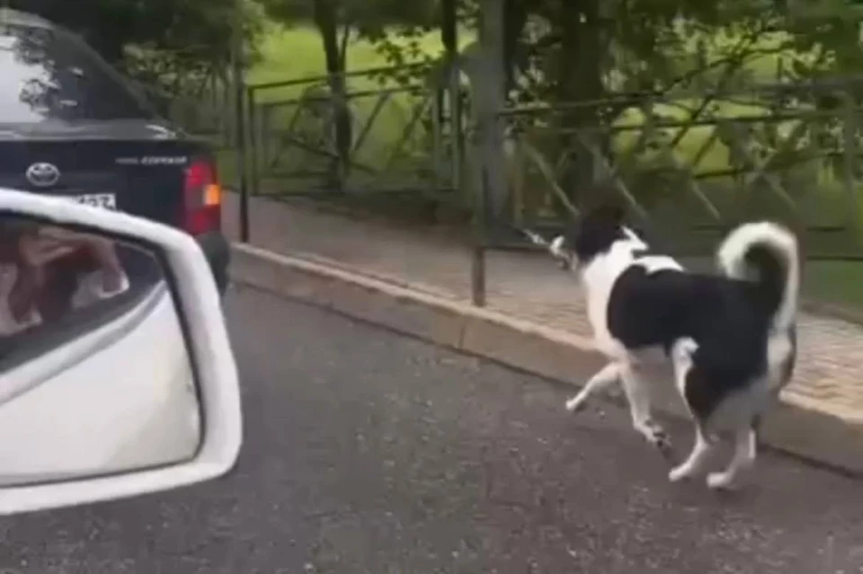 Привязанная собака бежала за автомобилем Фото: кадр из видео
