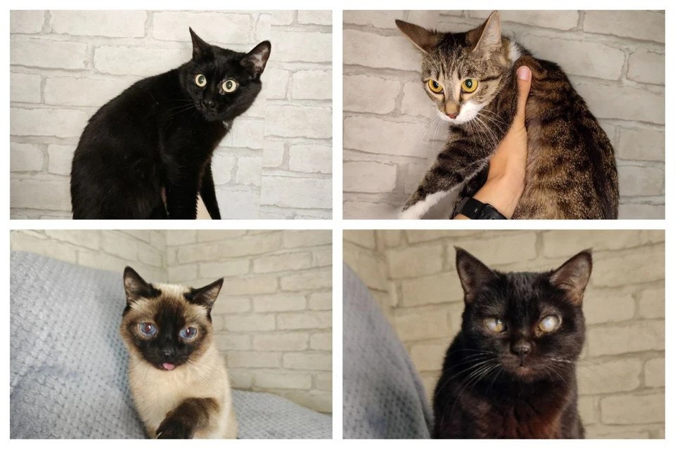 В Хакасии четыре кошки после смерти хозяйки чуть не погибли. Фото: Дарья С.
