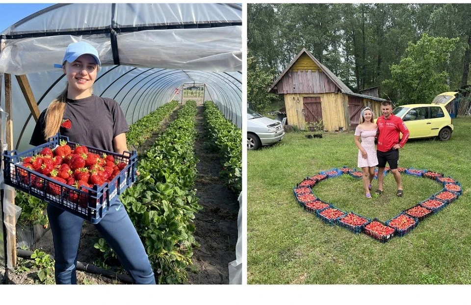 Белорусские фермеры рассказали, сколько зарабатывают на клубнике в сезон. Фото: соцсети.