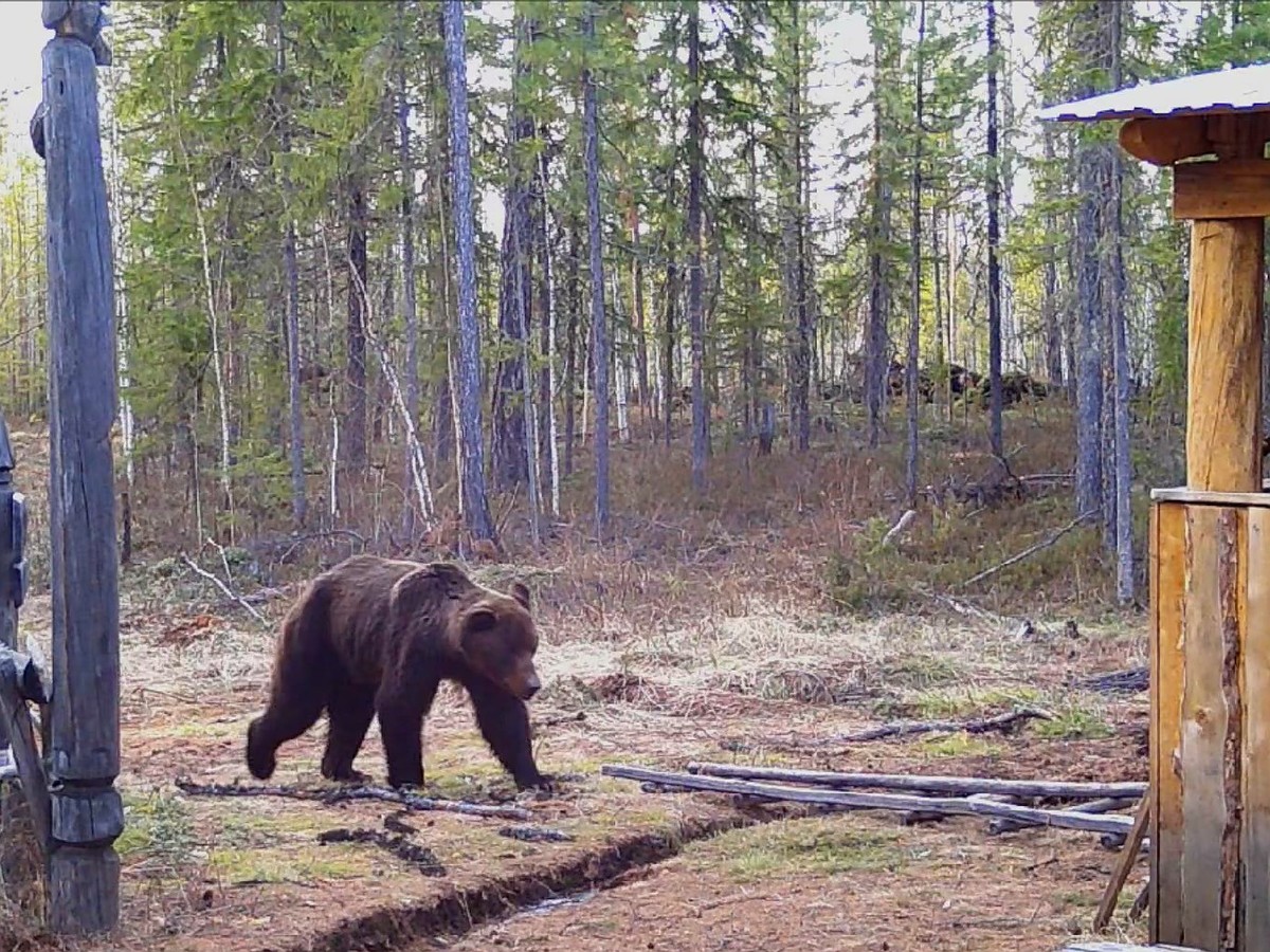 Ради дамы сердца Подранное ухо разгромил фотоловушку: в Красноярском крае в  заповеднике медведь показал свой характер - KP.RU