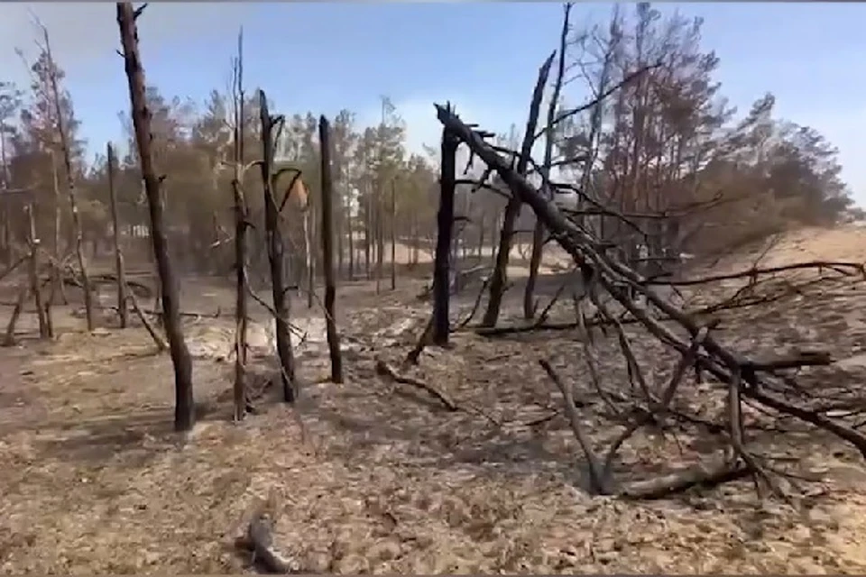 В Херсонской области с начала года ликвидировали 109 лесных пожаров. ФОТО: тг-канал Андрея Алексеенко
