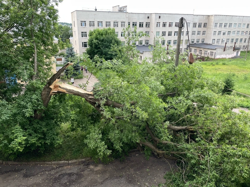 Фото: шквалистый ветер повалил два дерева в центре Костромы