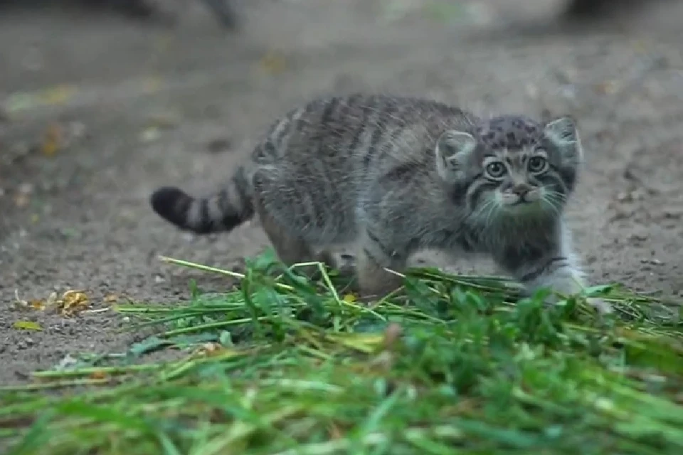 В Новосибирском зоопарке котята манулов стали любимцами посетителей. Фото: предоставлено Новосибирским зоопарком