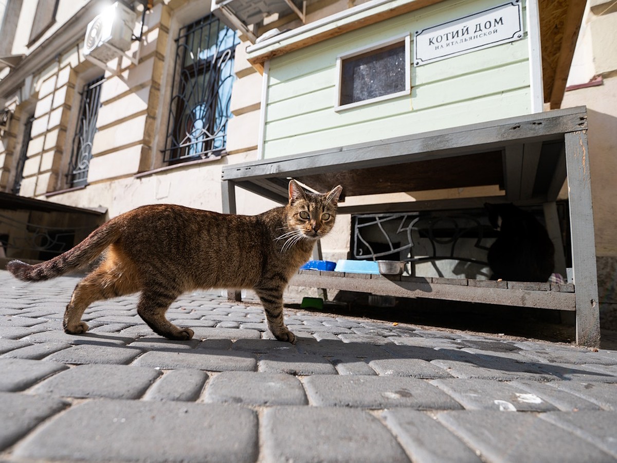 Спасатели в Петербурге сняли с дерева кошку, которую несколько дней искали  хозяева - KP.RU