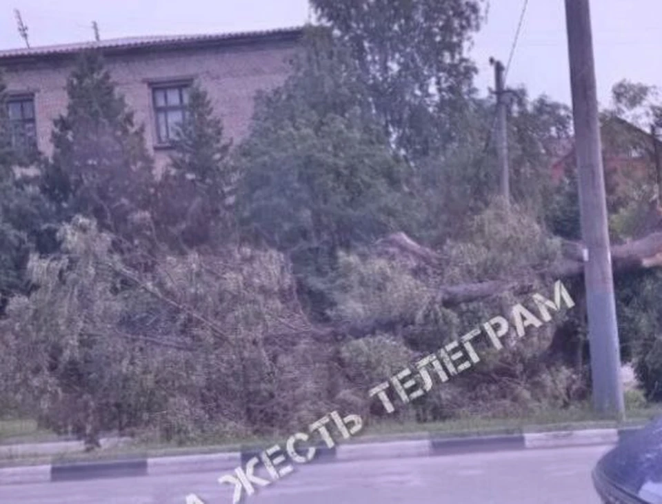 В Туле на улице Оборонной упавшим деревом оборвало провода. Фото: телеграм-канал «Тула Жесть».