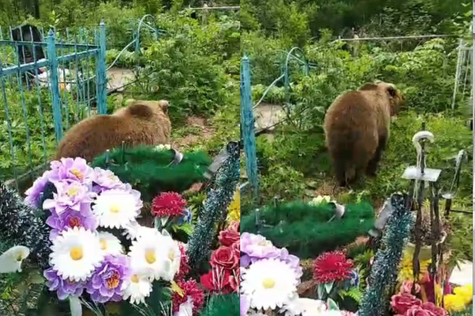 Сибирячка встретила медведя на кладбище и прогнала. Фото: Предоставлено Ольгой Дмитриченко