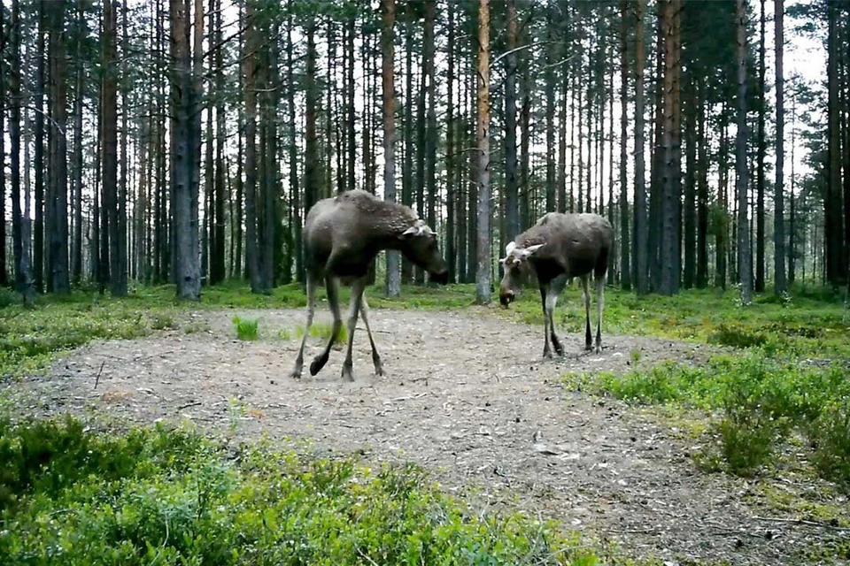 Гон лосей начнется в конце августа. Фото: t.me/kazdoytvaripopare