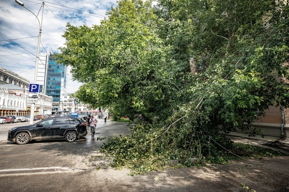 Одно из поваленных деревьев. Фото: пресс-служба администрации Екатеринбурга