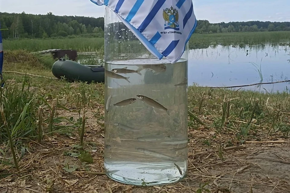 В реку Чаус Новосибирской области выпустили более 5000 рыб. Фото: прокуратура Новосибирской области.