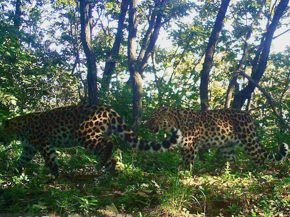 Одна из самых плодовитых кошек приморского нацпарка стала бабушкой - KP.RU