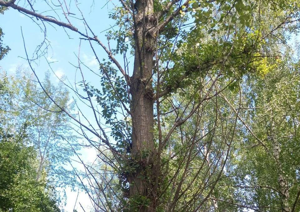 Деревья в воронеже