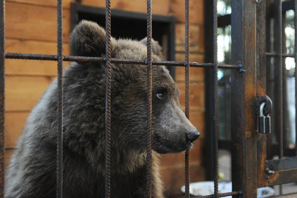 При встрече с медведем на дороге нужно встать и ждать, пока косолапый уйдет.