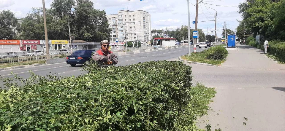 Ульяновские озеленители три дня приводят в порядок кусты кизильника на Рябикова. ФОТО: тг-канал Центра по благоустройству и озеленению Ульяновска
