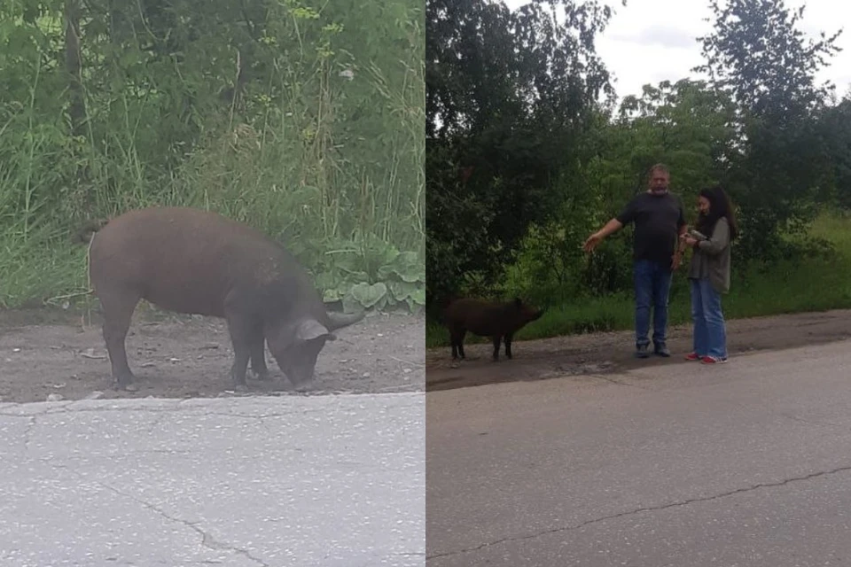 Новосибирцы покормили голодную свинку в Академгородке. Фото: Читатель КП-Новосибирск