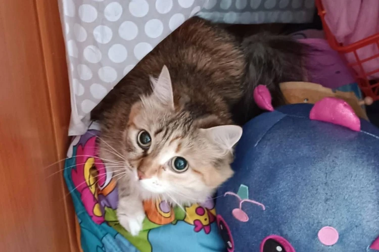 «Требует погладить пузико»: брошенной в Кольцово кошке нашли заботливых хозяев