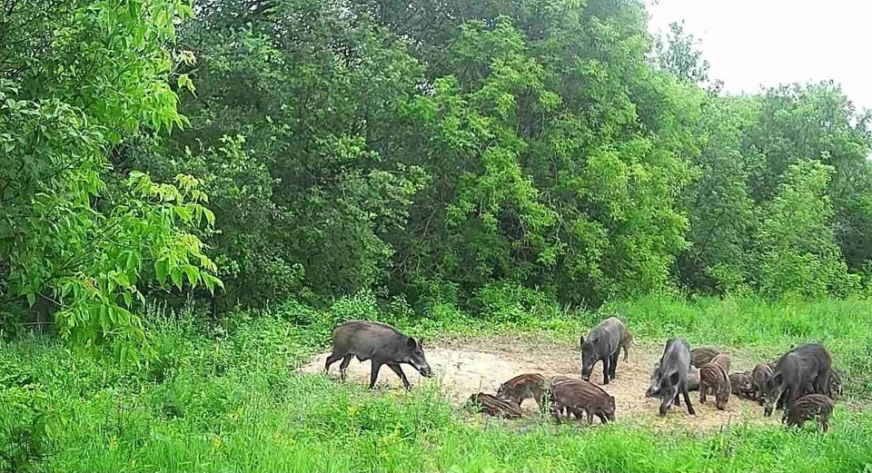 В ульяновских лесничествах подкормочные площадки часто посещают дикие гурманы. ФОТО: минприроды УО