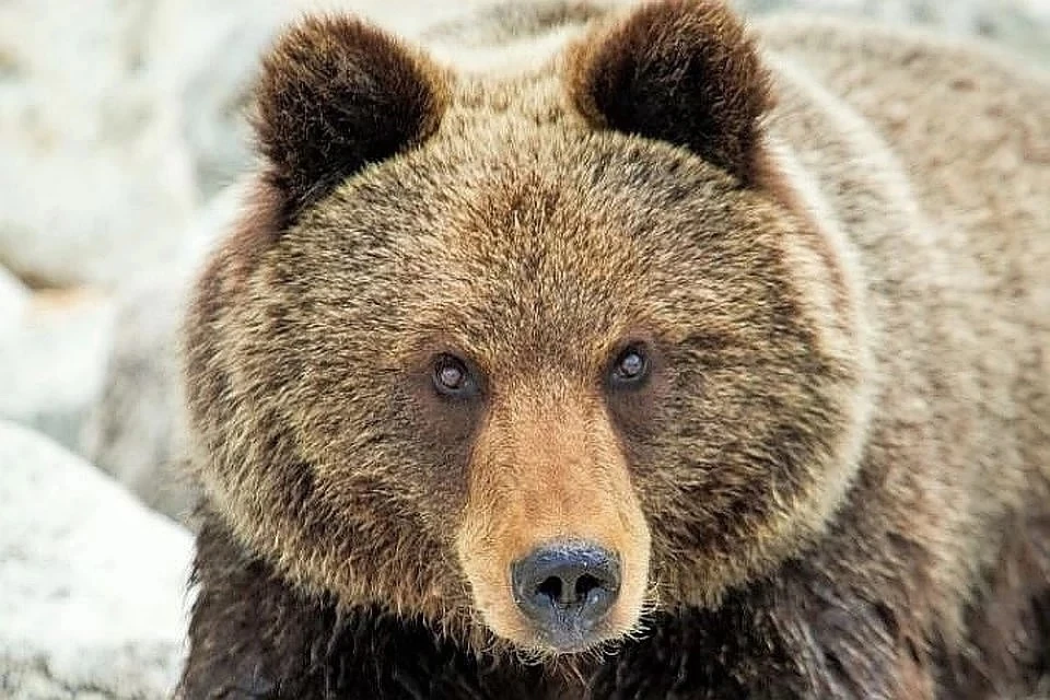 Мужчина на Сахалине спас соседку от медведя при помощи лопаты