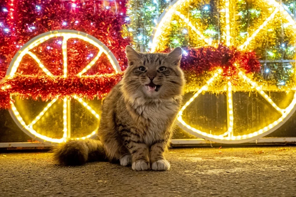 Отец из Томска заставлял сына стрелять по коту из игрушечного пистолета