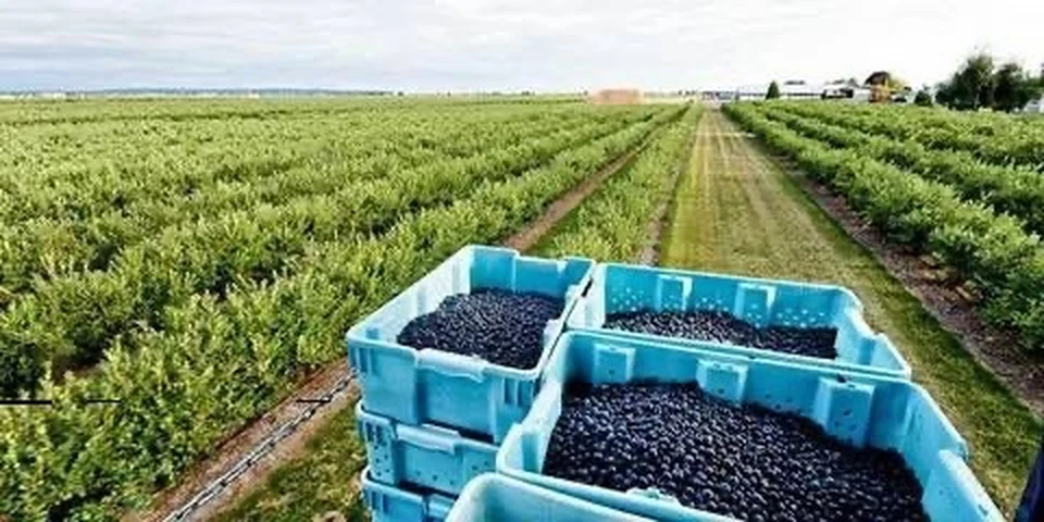 3 августа, всего в 40 километрах от Костромы, состоится праздник голубики от ягодной плантации «Кремь»