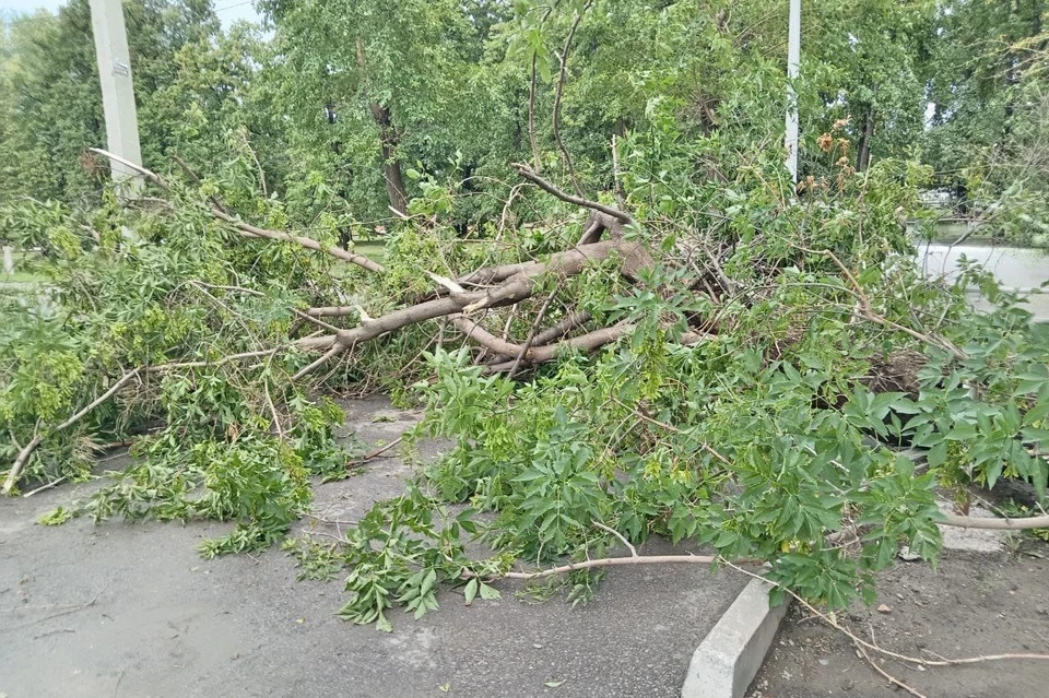 Сильный ветер повалил несколько деревьев на улице Аванесова.