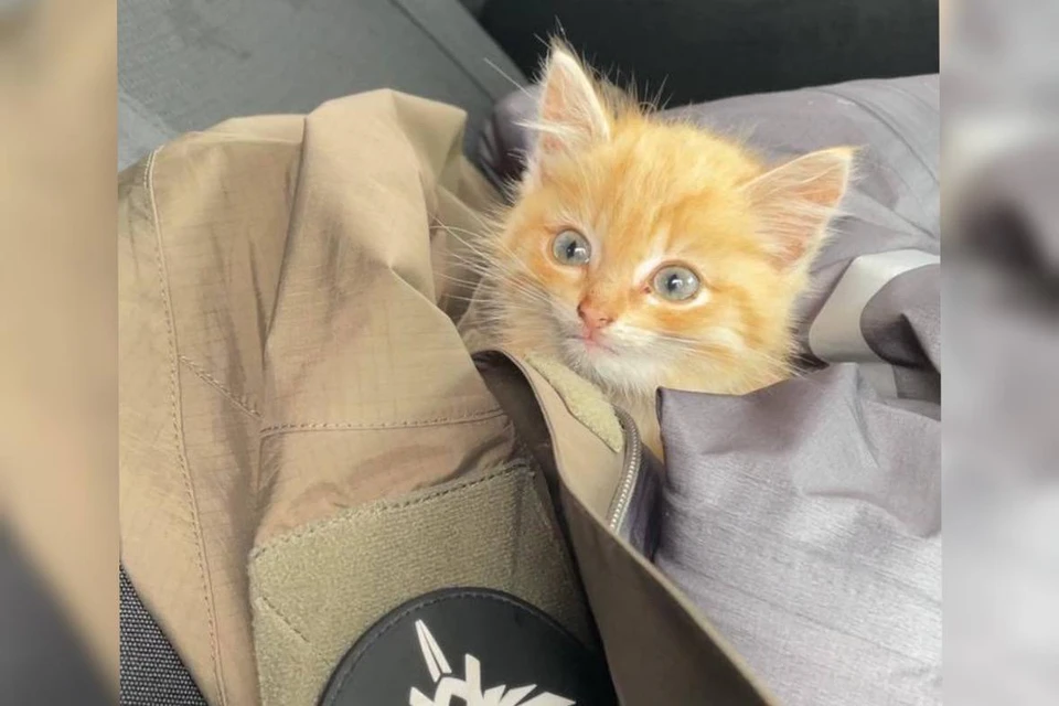Котенка назвали в честь поселка. Фото: администрация Карабашского ГО