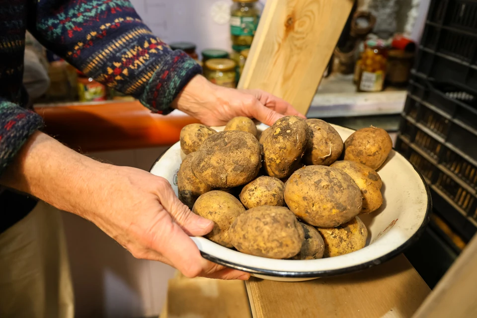 Из-за переувлажнения почвы аграрии не могут зайти на поля и убрать урожай.