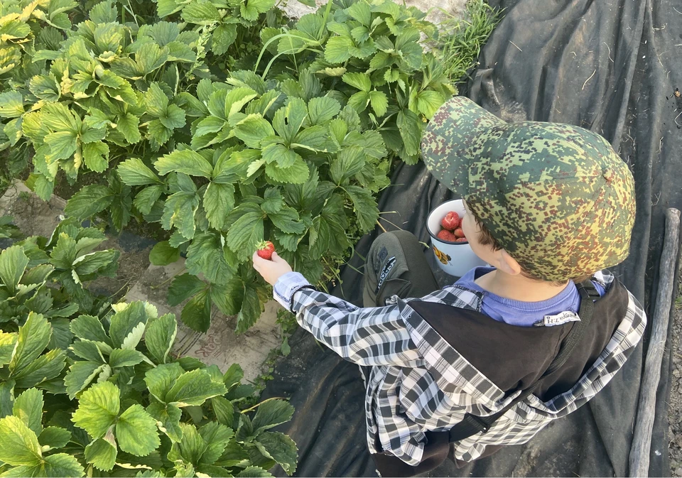 Какие дела тюменцам нужно успеть сделать на дачном участке до наступления морозов.