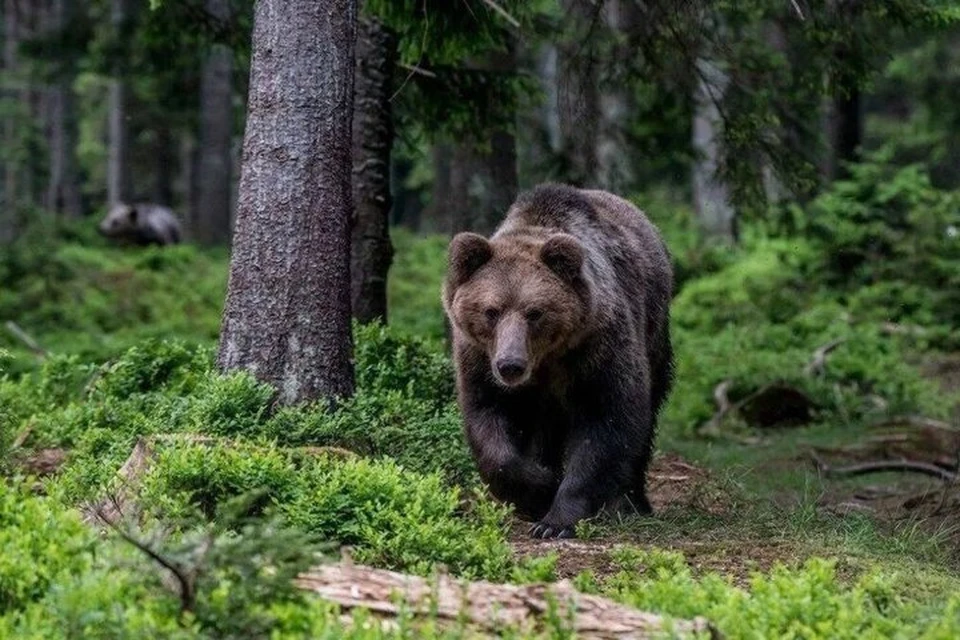 Фото: Госохотдепартамент Тюменской области.