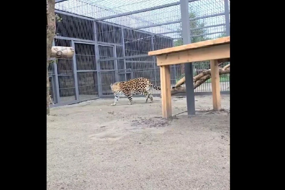 Елисей поселился в самом сердце парка. Фото: скриншот видео Барнаульского зоопарка