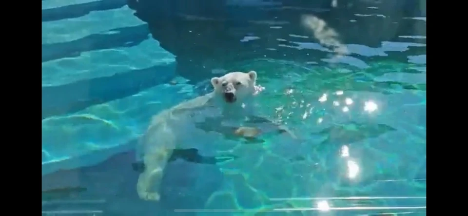 Шайна умело скользит по воде. Фото: скриншот из видео