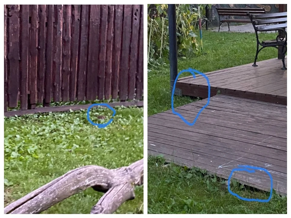 Ярославцы жалуются на крыс, которые поселились в детском парке. Фото: "Жесть. Ярославль".