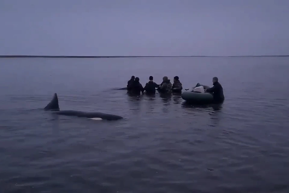 Люди больше полусуток помогали животным по пояс в воде. Фото: принтскрин с видео