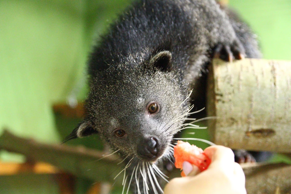 Малышей назвали Дзюдо и Сора. Фото: vk.com/club_udm_zoo