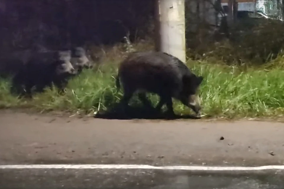 Семейство кабанов во Всеволожском районе. Фото: Олег Иванов/vk.com/spb_today