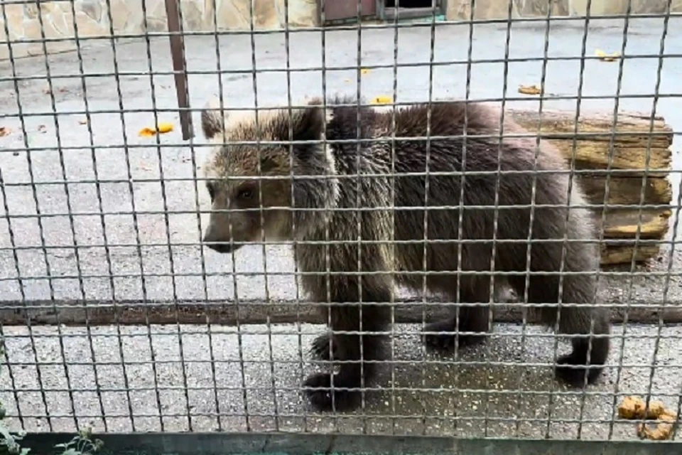 В "Тайгане" Лейла заметно подросла и окрепла. Скриншот из видео, опубликованного в Telegram-канале Олега Зубкова.