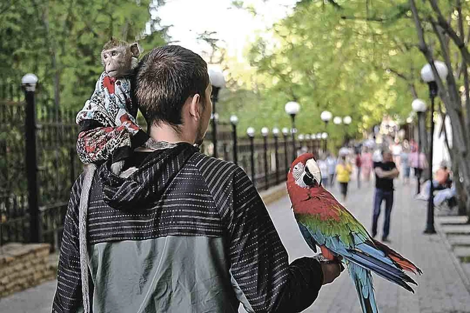 Практически все фотографы, которые на юге предлагают фото с экзотическими животными, держат их незаконно. На них устраивают облавы, животных забирают и отдают в зоопарки и питомники. Фото: Владимир ФЕДОРЕНКО/РИА Новости