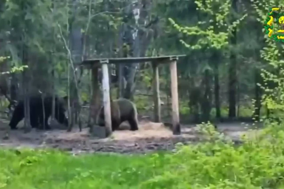 Свидание двух медведей в нижегородском лесу попало на видео. Фото: министерство лесного хозяйства и охраны объектов животного мира региона.