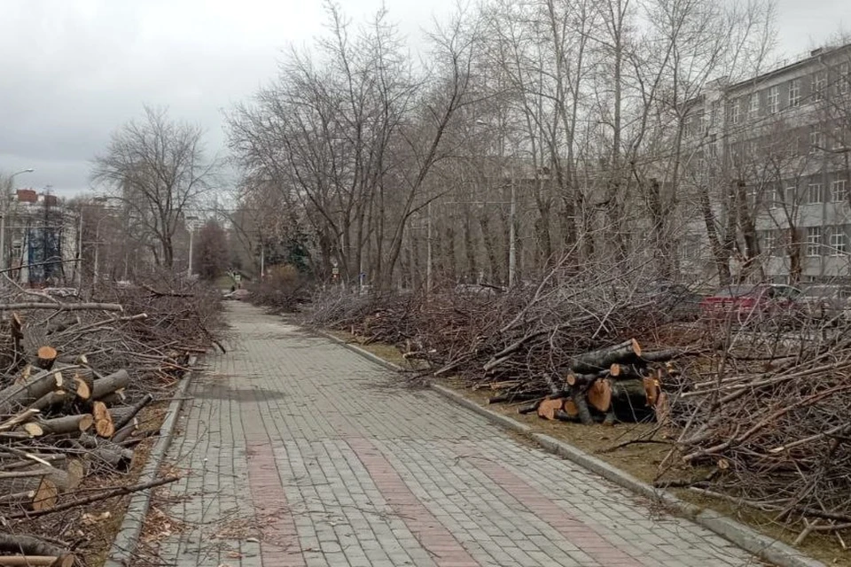 Всего вырубили 33 дерева черемухи, на их месте высадят новые яблони. Фото: telegram-канал «Коренной екатеринбуржец»