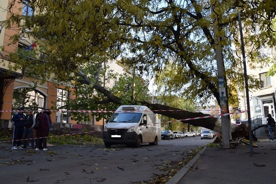 Дерево упало утром на улице Суворова