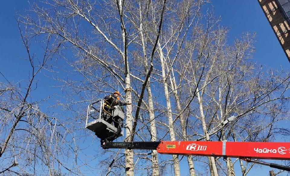 В Красноярске планируют омолодить около 2500 деревьев. Фото: мэрия