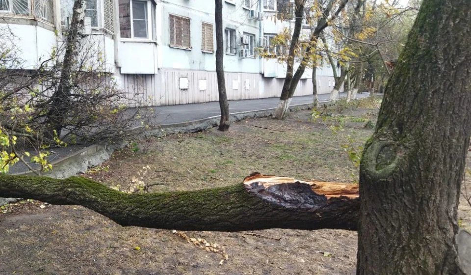 За 4 ноября в Ростове ветер снес несколько десятков деревьев и веток.