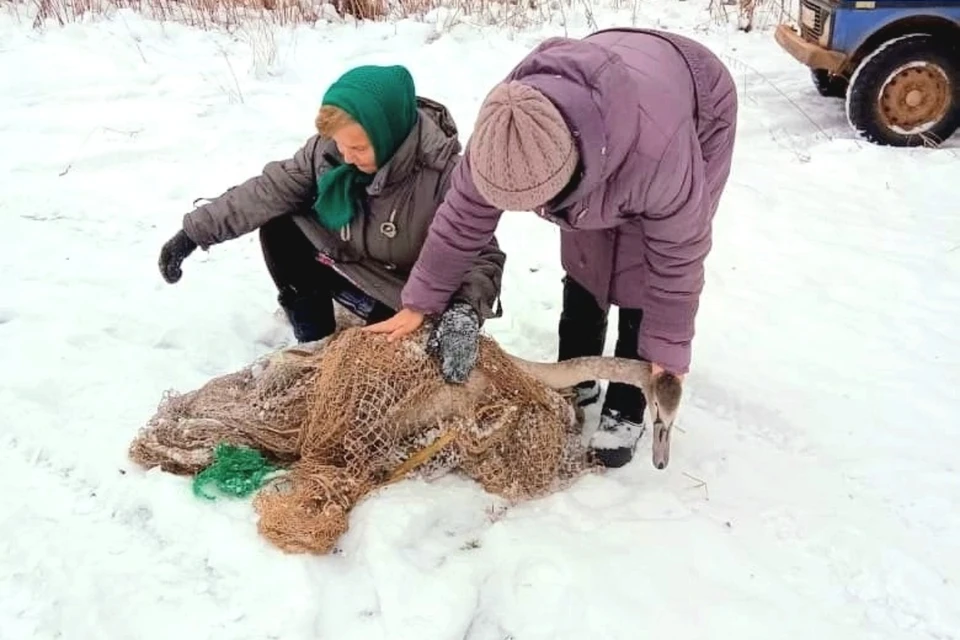 Птицу удалось поймать и увезти с пруда. Фото: vk.com/rosyaransk