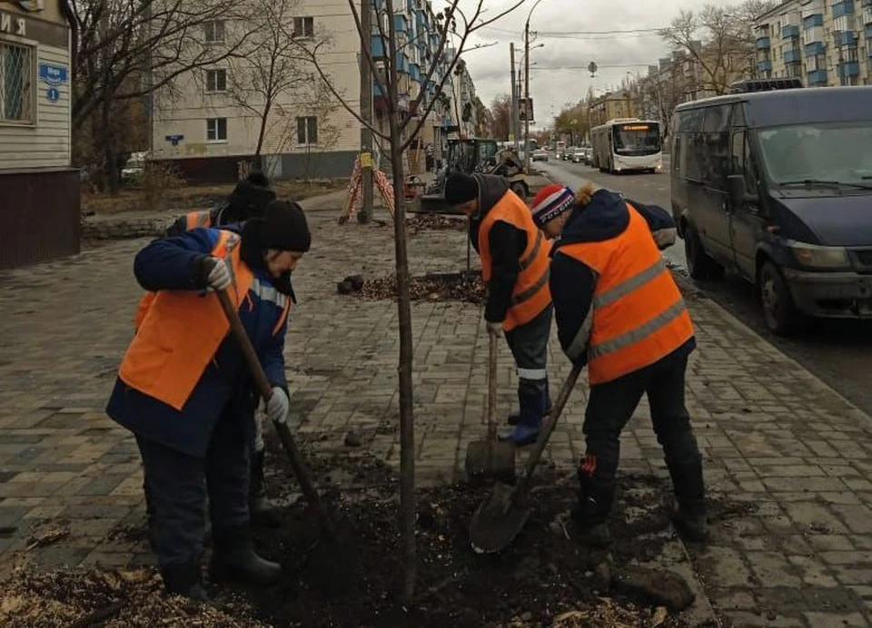 Завершится осенняя высадка деревьев в Липецке на следующей неделе: на улицу Водопьянова привезут саженцы дуба.