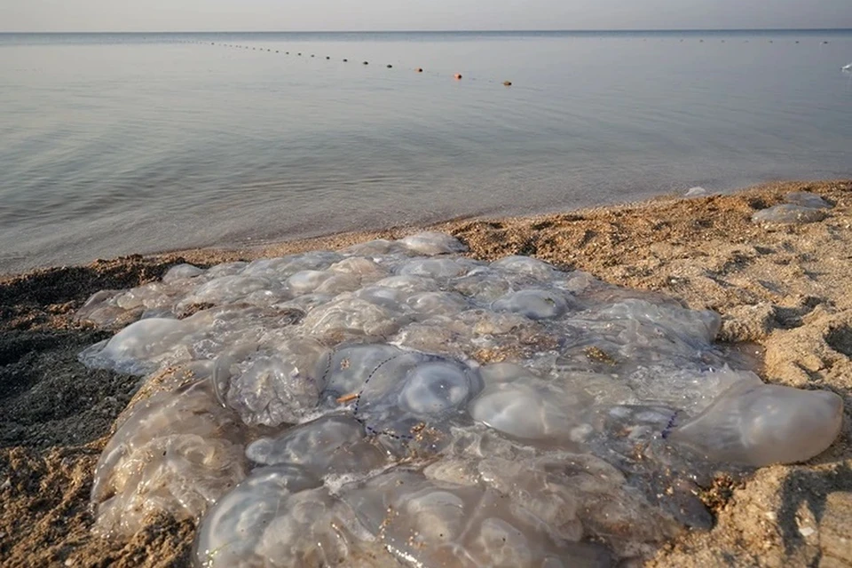 Из-за повышения солености воды в Азовском море медузы начали активно размножаться