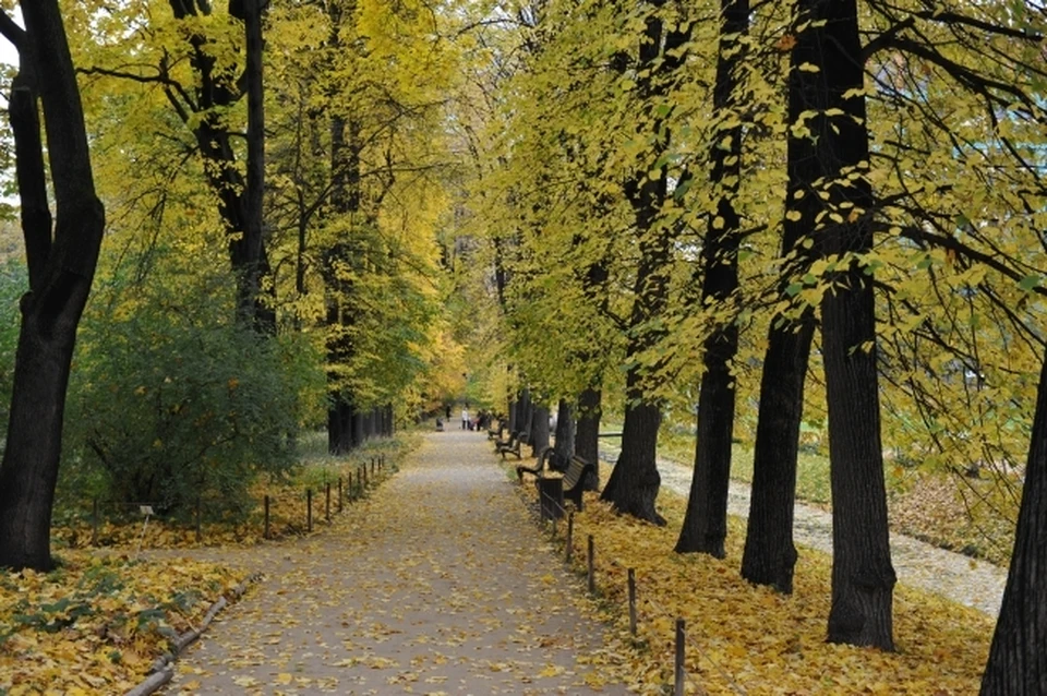 Аллея будет расположена в центре города