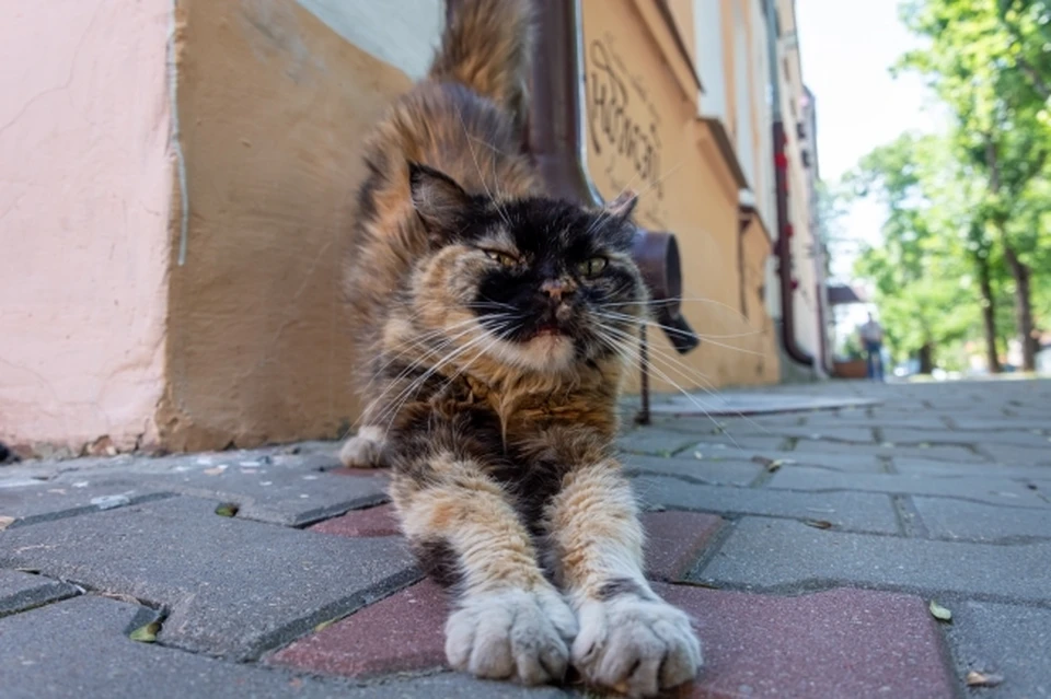 Выброшенный на улицу кот в Кисловодске шесть недель ждет возвращения хозяев